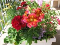 Geranium