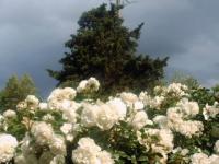 Fée des neiges