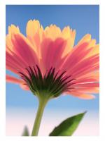 Marguerite