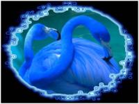 Flamants bleus