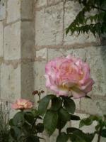 Toi ma rose