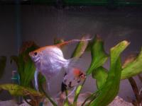 Aquariophilie