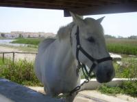 Cheval camarguais