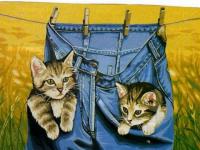 Le jean aux chats