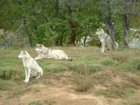 Wolfs