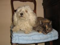 Mis et choupette
