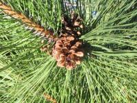 Graine d'arbre