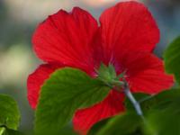 Hibiscus de dos