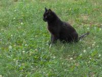 Fifi la Duchesse de O'Malley