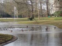 Un temps de canards