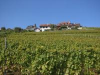 Maison vigneronne