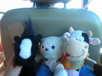 Peluches