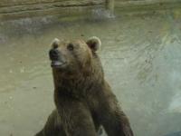 L'ours brun