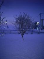 Hiver au jardin