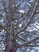 Les dessous de l'hiver