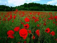 Coquelicots Raymond Depardon
