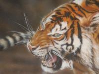 Tigre-tableau