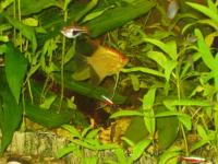 Aquarium scalaire