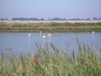 La Camargue...