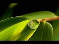 LA  GOUTTE