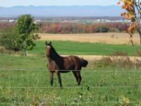 Cheval à Eddy