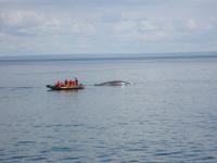 Baleine