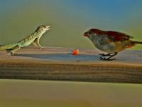 Le lézard et l'oiseau