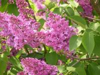 Lilas rose