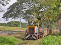 Transport de canne à sucre