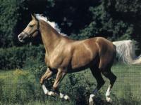 Palomino