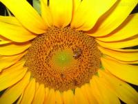 Girasol
