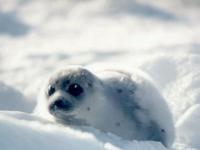 Blanc sur blanc