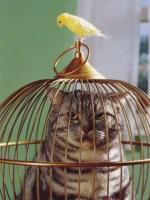 Pauvre chat!