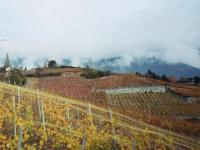 Vignes en automne