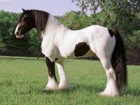 Cheval Tinker pie