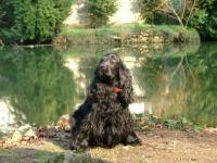 Le cocker spaniel