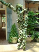 Arbre vivant