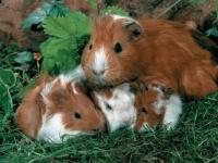 Famille de cochon d'inde