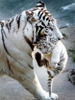 Maman tigre et bébé tigre