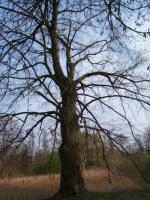 Arbre