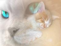 Chat et Chatounet