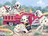 Dalmatiens joueurs