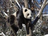 Joli panda
