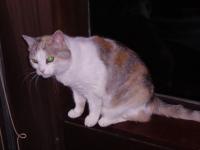Chatte très sympa