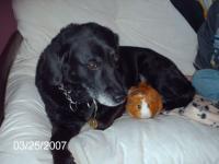 Chien et cochon d'inde
