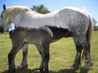 Cheval qui allaite