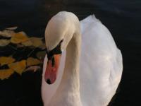 Le cygne