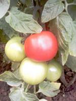 Ma tomate