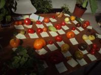 Variétés de tomates