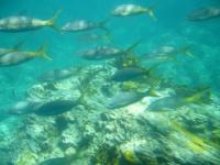 Oh des poissons!!!